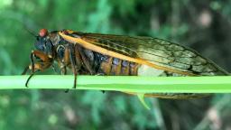 Opinion: I survived a 'vicious' cicada attack