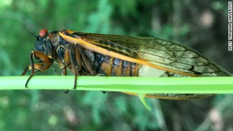 I survived a &#39;vicious&#39; cicada attack