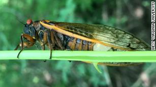 Police Say A Cicada Is Responsible For A Car Crash In Ohio : NPR