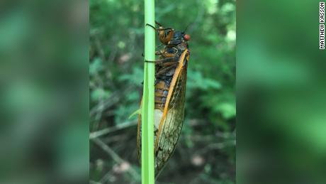 &#39;Zombie cicadas&#39; under the influence of a mind controlling fungus have returned to West Virginia
