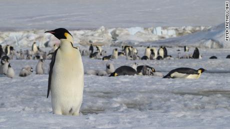 Travel to Antarctica during Covid-19: What you need to know before you go
