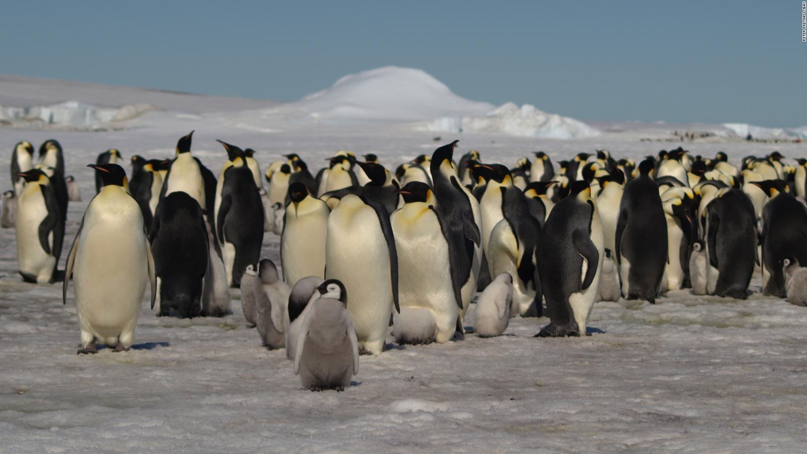 Satellite imagery reveals new penguin colonies in Antarctica - CNN