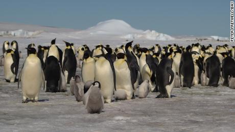 Emperor penguins at Halley Bay.