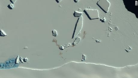 Satellite images revealed the new penguin colonies.