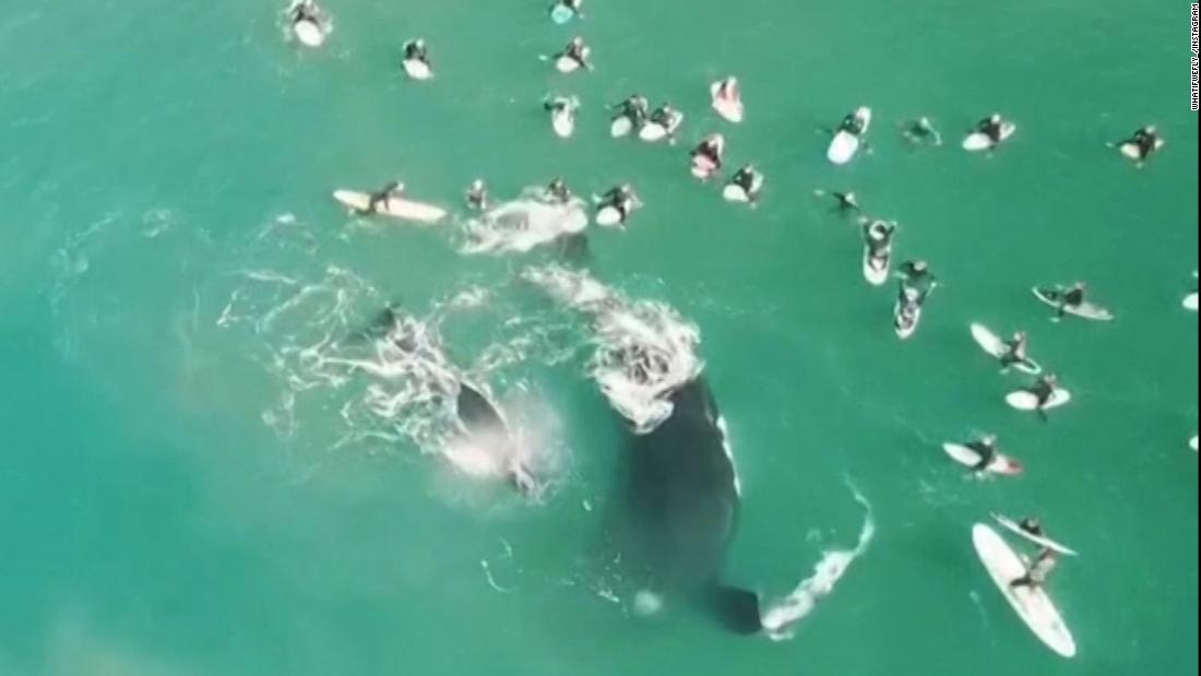 Surfers Have Unexpected Greeting With A Pair Of Whales - CNN Video