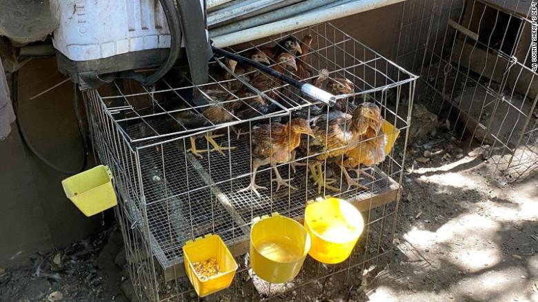 Thousands Of Cockfighting Roosters Found During Raid On La Property Cnn 