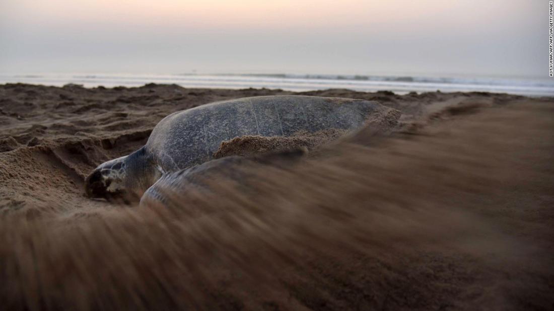 &lt;strong&gt;Olive ridley turtle -- &lt;/strong&gt;Listed as vulnerable by the International Union for Conservation of Nature &lt;a href=&quot;https://www.iucnredlist.org/species/11534/3292503&quot; target=&quot;_blank&quot;&gt;(IUCN)&lt;/a&gt;, olive ridleys live and nest throughout the tropics, but have been found in temperate regions &lt;a href=&quot;https://www.iucnredlist.org/species/11534/3292503&quot; target=&quot;_blank&quot;&gt;as far south as New Zealand and as far north as Alaska&lt;/a&gt;. 