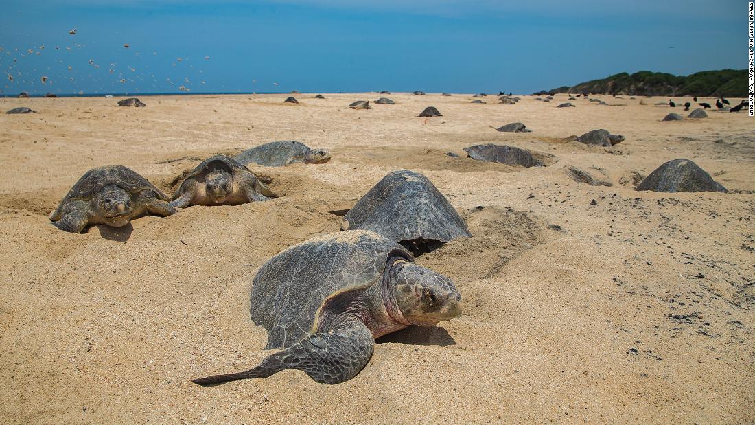 &lt;strong&gt;Olive ridley turtle -- &lt;/strong&gt;When they are ready to lay their eggs, they descend upon the shore to dig deep chambers in the sand where they bury a clutch of often more than 100. This makes them an easy target for poachers.