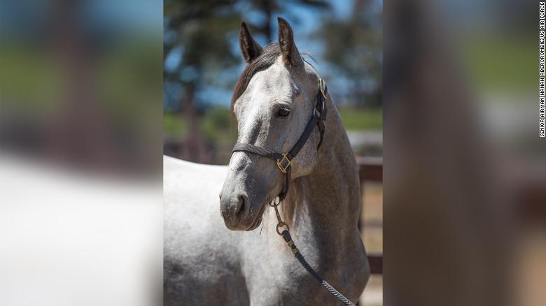 Military working horse Ghost, 30th Security Forces Squadron MWH, poses on July 31 at Vandenberg Air Force Base in California. 