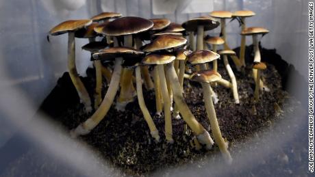 The Canadian government has allowed four terminally ill patients to use psychedelic mushrooms to ease their anxiety.
