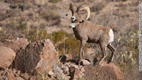 Image from 2010 of a desert bighorn ram at Big Bend Ranch State Park.