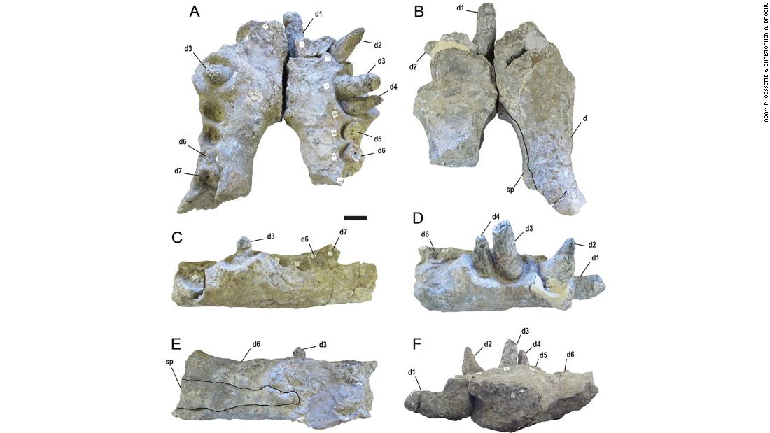 The%20researchers%20used%20a%20combination%20of%20paleogeography%2C%20computer%20modeling%20and%20paleoanthropology%20to%20find%20the%20extinct%20group%20of%20dinosaurs%20that%20predated%20dinosaurs%20with%20teeth%20of%20a%20size%20the%20size%20of%20banana.