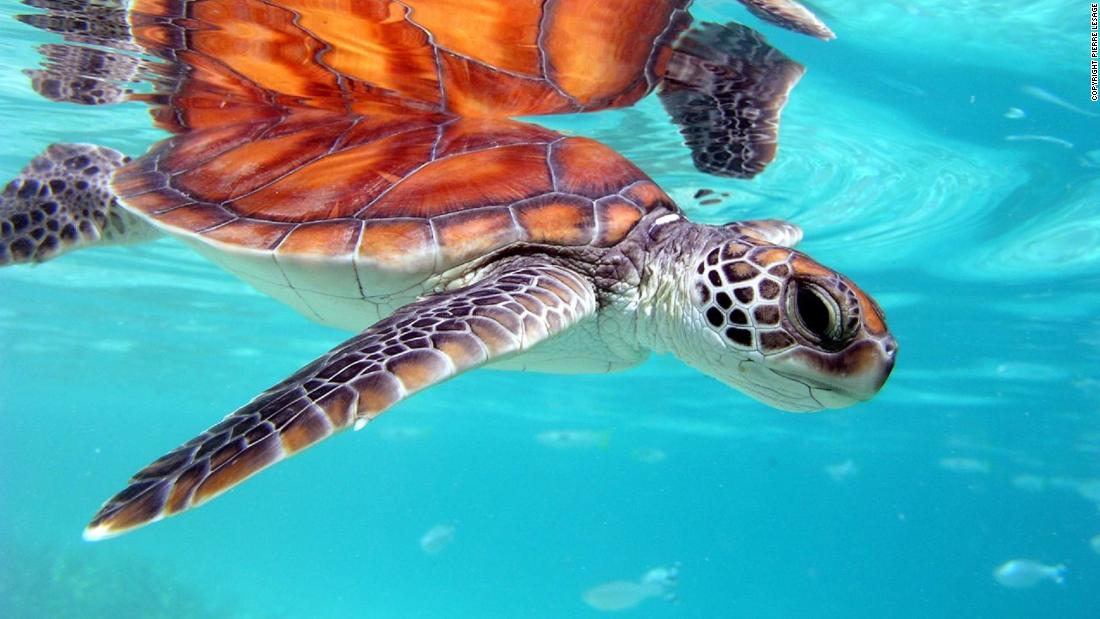 &lt;strong&gt;Green turtle -- &lt;/strong&gt;Green turtles are classed as endangered by the &lt;a href=&quot;https://www.iucnredlist.org/species/4615/11037468&quot; target=&quot;_blank&quot;&gt;IUCN&lt;/a&gt;, which considers the harvesting of eggs and adults from nesting beaches as the biggest threat to their future. 