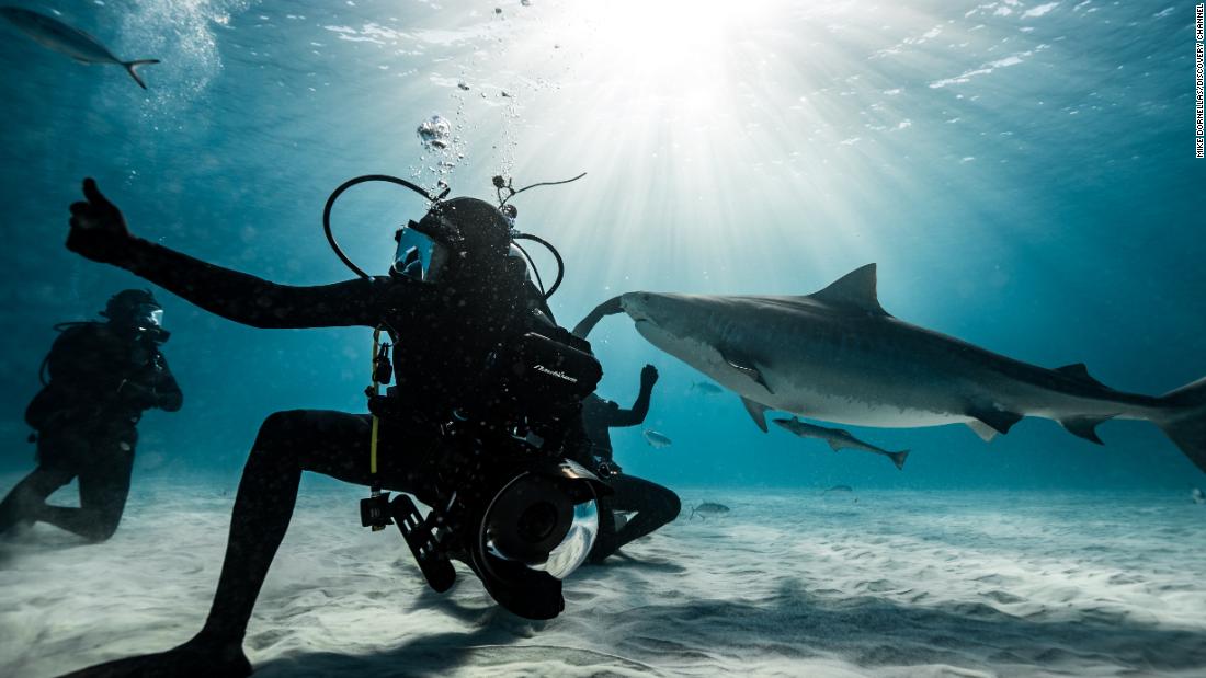 Want to be a shark cinematographer? Joe Romeiro shows the way