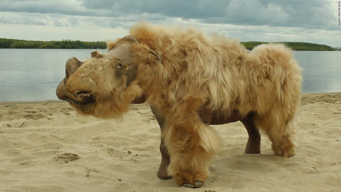 Meet Sasha, the preserved and reconstructed remains of a baby woolly rhinoceros named that was discovered in Siberia.