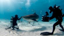 Jamin Martinelli keeping a tiger shark at bay while Joe Romeiro shoots the close encounter experiment.