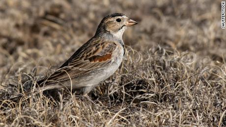 This little prairie bird is now known as the thick-billed longspur.
