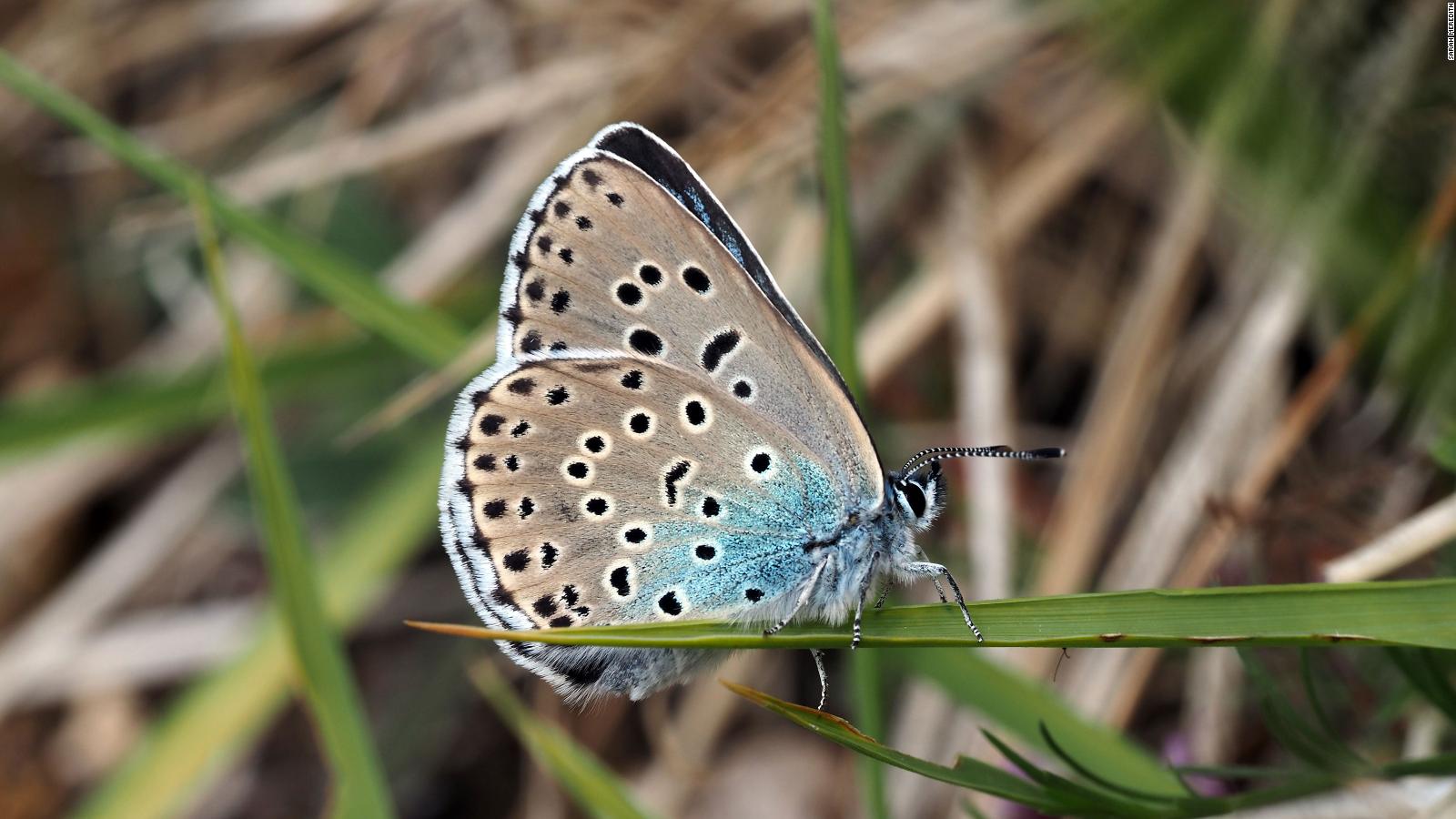 List Of Extinct Butterflies