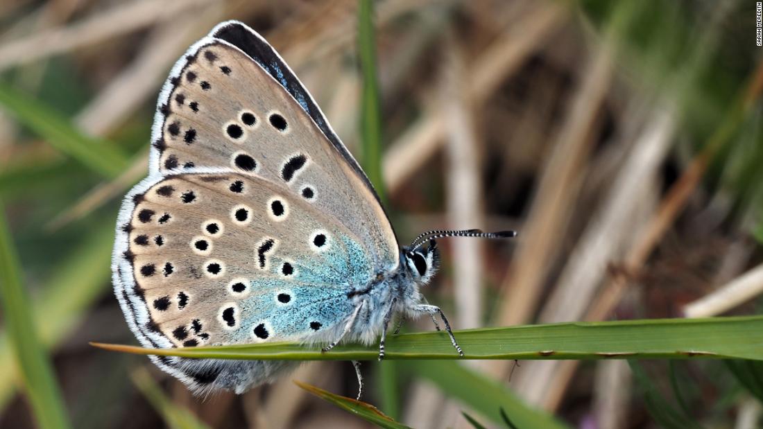 Extinct Large Blue Butterfly Successfully Reintroduced To Uk Cnn