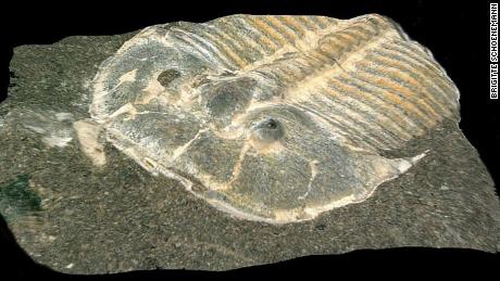 This 429-million-year-old trilobite eye is similar to modern insects