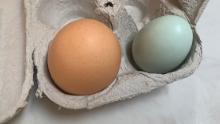 02 pandemic chickens eggs