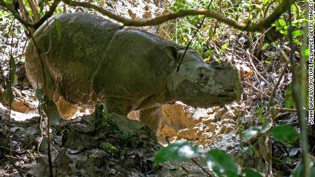 Chaque rhinocéros de Sumatra est mort en Malaisie.  Les scientifiques veulent les ramener avec la technologie du clonage
