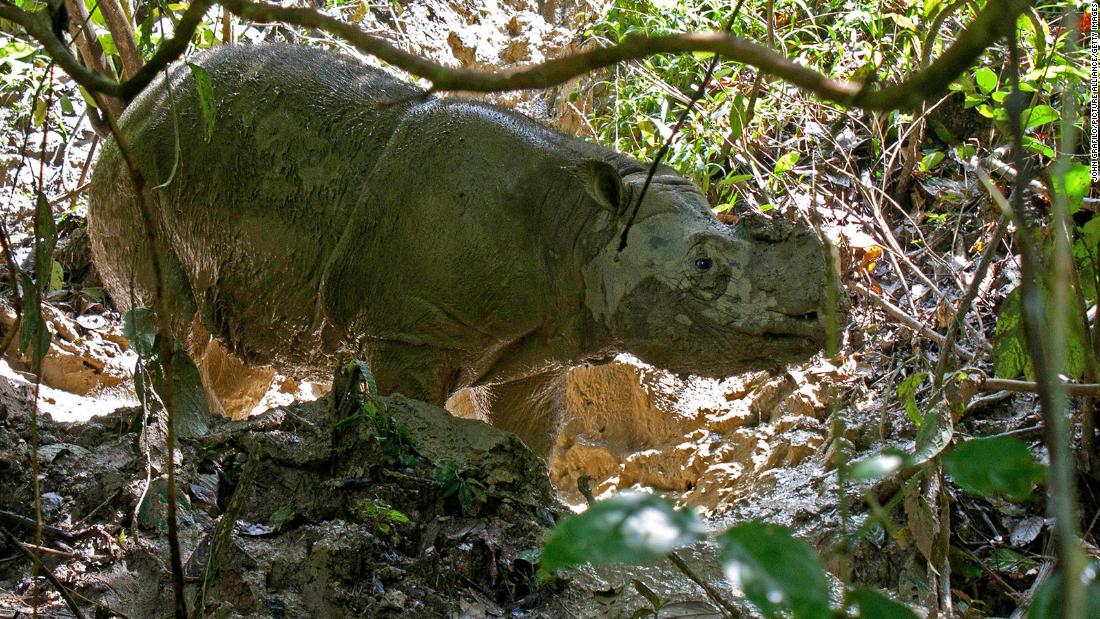 Every Sumatran rhino has died in Malaysia. Scientists want to bring