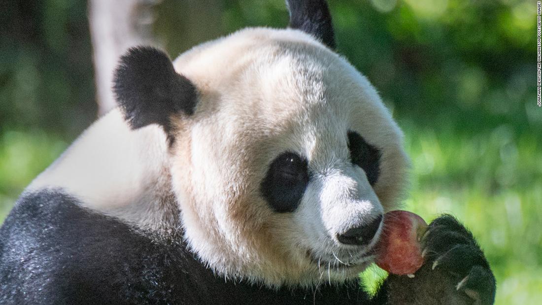 The National Zoo announces its 22-year-old giant panda may be pregnant