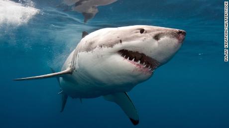 Una imagen de un gran tiburón blanco.