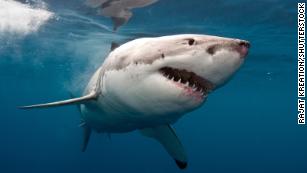 Video Surfer thanks friend, rescuers for saving his life after shark attack  - ABC News