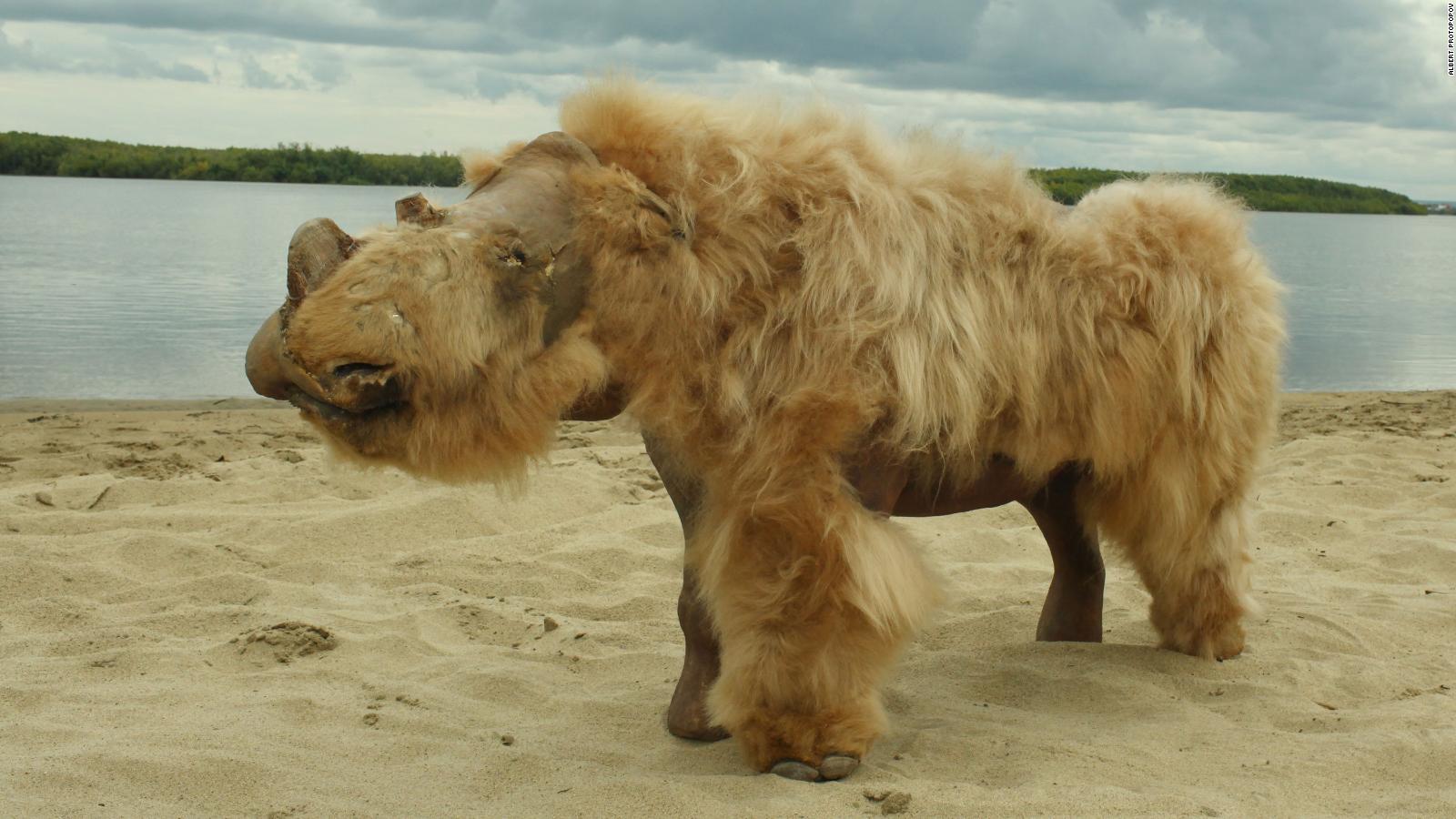 A 14,000-year-old puppy, whose perfectly preserved body was found in