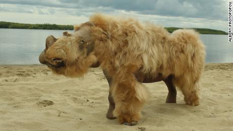 A 14,000-year-old puppy, whose perfectly preserved body was found in Russia, munched on a woolly rhino for its last meal 