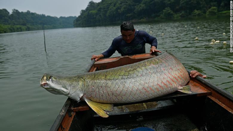 Fishermen load an arapaima onto their boat in the Western Amazon region near Volta do Bucho in the Ituxi Reserve on September 20, 2017.