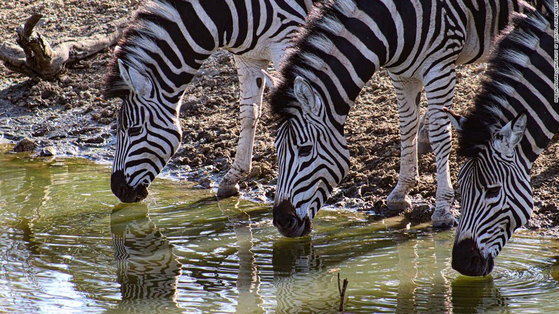 zebra stripes