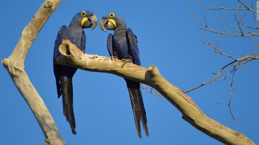 200818160252-01-brazil-blue-macaws-fire-
