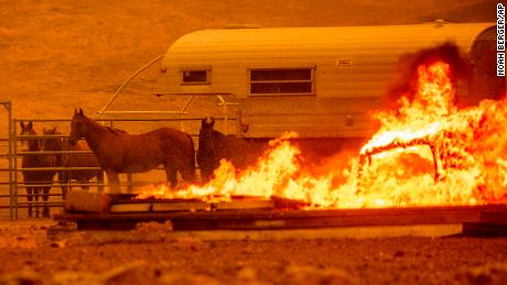 Horses stand in an enclosure Tuesday as fires at the LNU complex ravage the community of Spanish Flat in unincorporated Napa County.