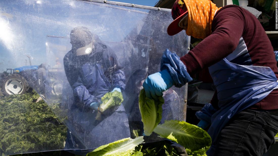 Farm laborers harvest romaine lettuce on a machine with heavy plastic dividers that separate workers from each other on April 27, in Greenfield, California. 