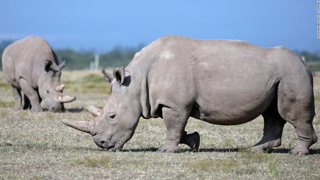 Northern white rhinos 10 more eggs have been harvested from the only 2