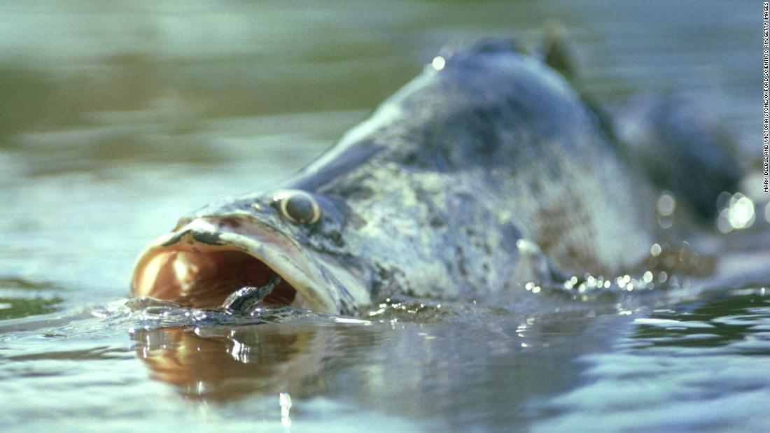 A &lt;strong&gt;Nile perch&lt;/strong&gt; photographed preying on a baby crocodile in Uganda. Residing predominantly in the Nile and other African rivers and lakes, the Nile perch can grow to &lt;a href=&quot;https://www.britannica.com/animal/Nile-perch&quot; target=&quot;_blank&quot;&gt;six feet&lt;/a&gt; long and weigh 300 pounds and is identifiable by its the green or brown scales decorating its long body and rounded tail. It&#39;s a prized game fish, as well as an important food source. The wide-mouthed perch has been found &lt;a href=&quot;https://www.britannica.com/animal/perciform#ref525944&quot; target=&quot;_blank&quot;&gt;mummified&lt;/a&gt; in ancient tombs in Egypt. 