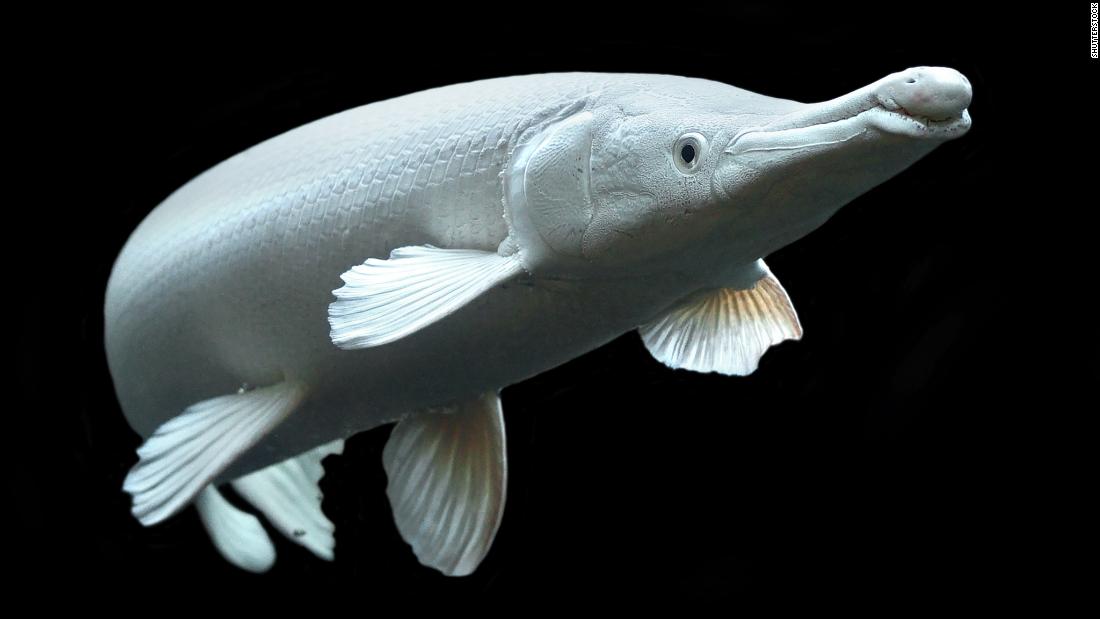A dart-shaped, &lt;strong&gt;platinum alligator gar&lt;/strong&gt;. The alligator gar is found only in the southern waters of the United States. A large freshwater fish measuring up to &lt;a href=&quot;https://www.britannica.com/animal/gar#ref176770&quot; target=&quot;_blank&quot;&gt;10 feet&lt;/a&gt; in length, its relatively stout beak resembles the snout of its namesake, the alligator. While the fish are rarely consumed outside the southern United States, gars are sometimes caught for their diamond-shaped scales for crafting jewelry. 