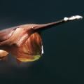04 giant freshwater fish paddlefish