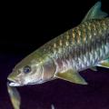 05 giant freshwater fish golden mahseer