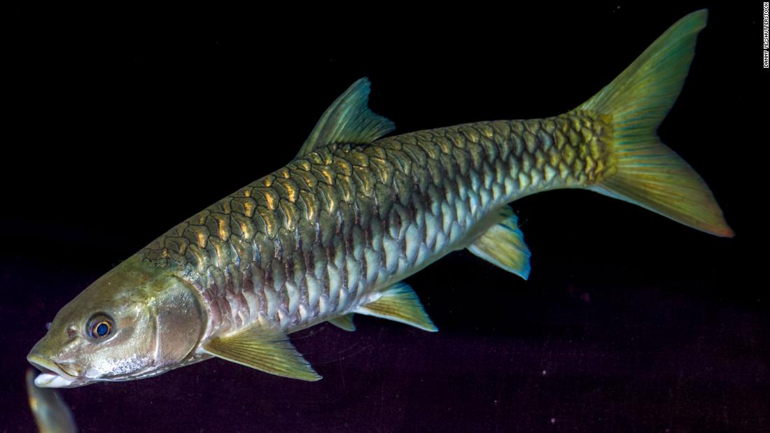 The &lt;strong&gt;golden mahseer&lt;/strong&gt;, a game fish of the carp family, inhabits lakes and rivers of India and Southeast Asia. Nicknamed &lt;a href=&quot;https://www.wwf.org.uk/what-we-do/projects/tiger-among-fish&quot; target=&quot;_blank&quot;&gt;&quot;the tiger of the river,&lt;/a&gt;&quot; mahseer are known for their strong jaws, large scales and enormity, growing as long as 6.5 feet and weighing 200 pounds. The mahseer has faced drastic declines in population as it is &lt;a href=&quot;https://www.wwfindia.org/about_wwf/priority_species/threatened_species/golden_mahseer/#:~:text=Conservation%20Issues&amp;text=There%20is%20dearth%20of%20information,tolerate%20a%20modified%20water%20environment.&quot; target=&quot;_blank&quot;&gt;threatened&lt;/a&gt; by habitat degradation from pollution, and overfishing, says the WWF. 
