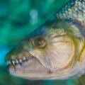 06 giant freshwater fish tigerfish