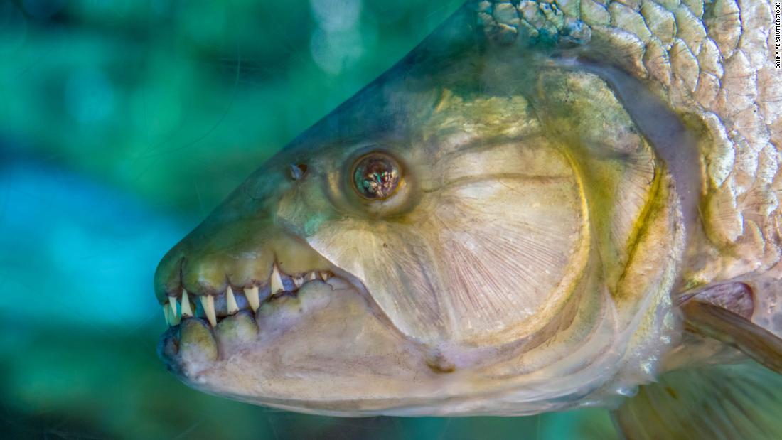 A &lt;strong&gt;giant tigerfish&lt;/strong&gt; bares its dagger-like teeth. The tigerfish is among the &lt;a href=&quot;https://www.britannica.com/list/10-of-the-worlds-most-dangerous-fish&quot; target=&quot;_blank&quot;&gt;most dangerous fish&lt;/a&gt; in the world and aptly named, given its sharp teeth and vicious disposition. The rapacious species predominantly inhabits freshwaters of the &lt;a href=&quot;https://www.iucnredlist.org/species/182833/7980766&quot; target=&quot;_blank&quot;&gt;Congo River basin&lt;/a&gt; and is a prized game fish, reaching up to six feet long and weighing over 125 pounds. 