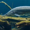 07 giant freshwater fish beluga sturgeon