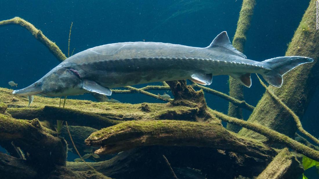 The &lt;strong&gt;beluga sturgeon&lt;/strong&gt; can grow up to &lt;a href=&quot;https://www.britannica.com/animal/sturgeon-fish&quot; target=&quot;_blank&quot;&gt;26 feet&lt;/a&gt; long and weigh up to 3.5 tons. It inhabits the Caspian Sea and Black Sea, in Eastern Europe/Central Asia, traveling upriver to spawn in the spring or summer. Listed as &lt;a href=&quot;https://www.iucnredlist.org/species/10269/3187455&quot; target=&quot;_blank&quot;&gt;critically endangered&lt;/a&gt;, the International Union for Conservation of Nature (IUCN) says its population has diminished as a result of the pursuit of the sturgeon&#39;s meat and unfertilized eggs, which are touted as one of the world&#39;s finest caviars. 