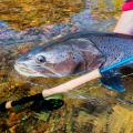 10 giant freshwater fish hucho taimen