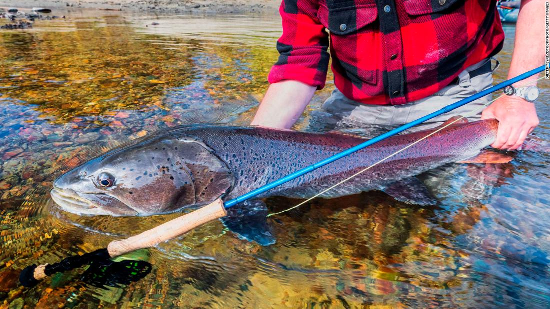 A fisherman holds a large, speckled &lt;strong&gt;Siberian taimen &lt;/strong&gt;before releasing it. Dubbed the&lt;a href=&quot;https://www.iucn.org/content/largest-salmon-world-edges-toward-extinction&quot; target=&quot;_blank&quot;&gt;&quot;river wolf,&quot;&lt;/a&gt; this predatory species - which can weigh as much as &lt;a href=&quot;https://www.iucn.org/content/new-nature-reserve-provides-sanctuary-threatened-siberian-taimen&quot; target=&quot;_blank&quot;&gt;230 pounds&lt;/a&gt; and grow seven feet long - dominates its habitats in Europe and Asia, feeding on everything from waterfowl and salmon to bats and small land mammals. Despite its status at the top of the aquatic food chain, the Siberian taimen is classified as &lt;a href=&quot;https://www.iucnredlist.org/species/188631/22605180&quot; target=&quot;_blank&quot;&gt;vulnerable&lt;/a&gt; and is targeted by recreational anglers. 