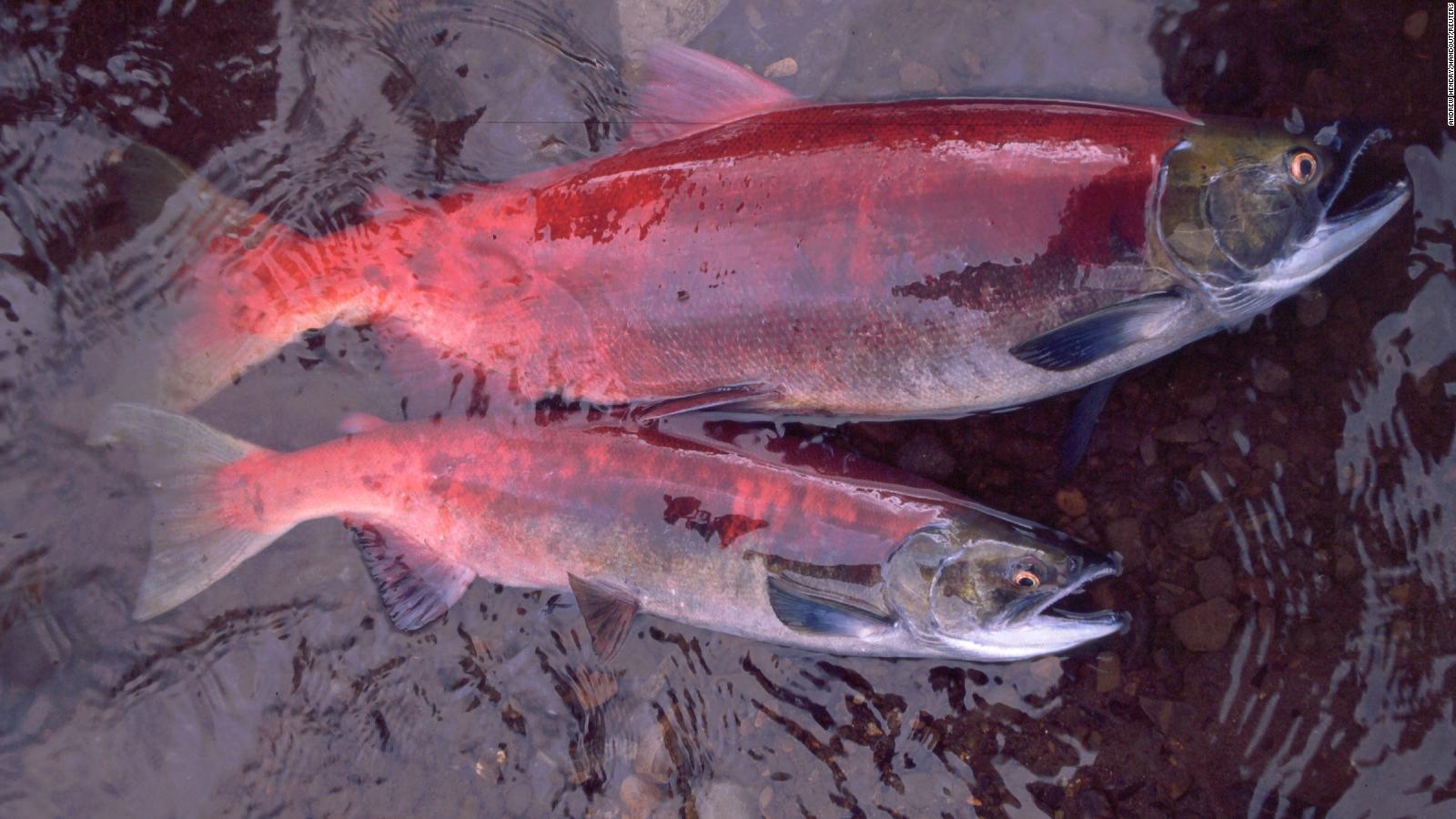 Alaskan salmon are decreasing in size thanks to climate change and